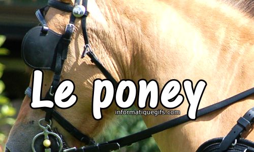 photo poney