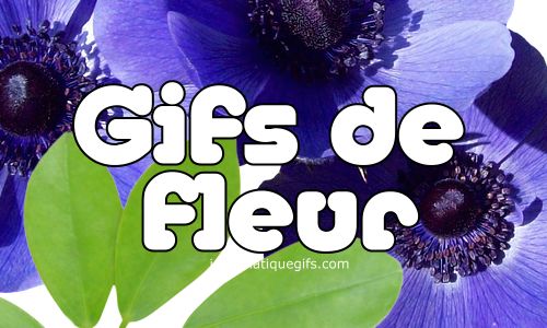 gifs de fleur bleuet