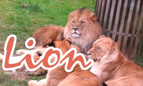 photo lion avec autres betes