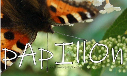 photo papillon avec de la nature