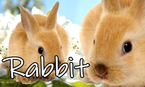 photo rabbit avec des jolies fleurs