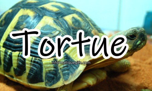 photo tortue de terre