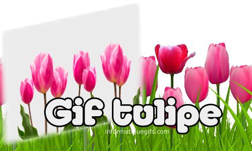 gif tulipe du jardin