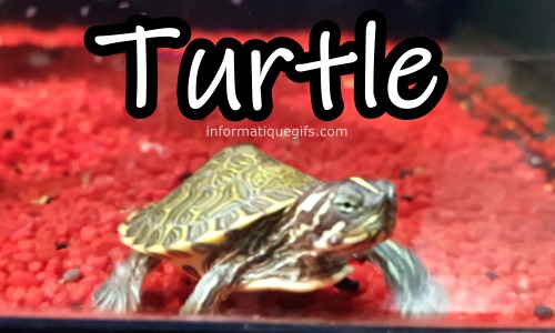 photo turtle dans son aquarium