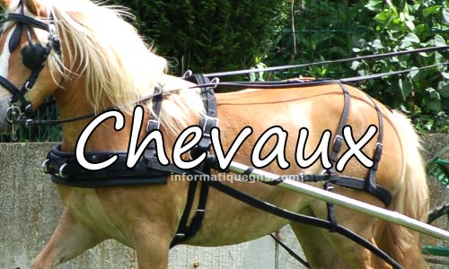 photo de cheval avec attelage