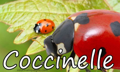 photo coccinelle en gif 