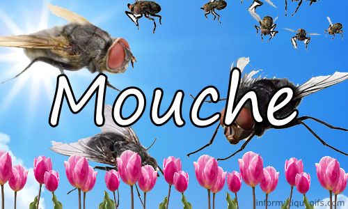 photo de mouche dans les airs