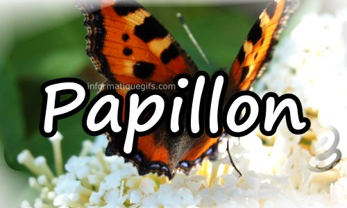 photo papillon arbre