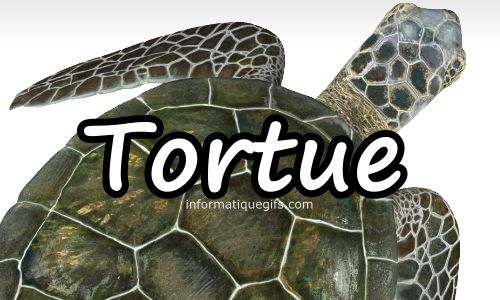 image de tortue de mer