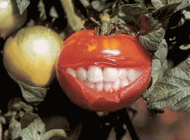 Image de la tomate