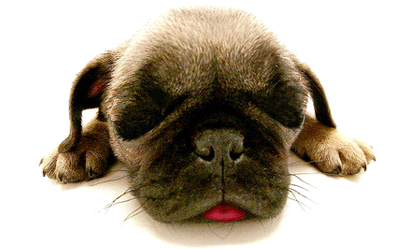 Chiens Gif Image Gif Anime Gifs Chiens Gif Image Gif Anime Gifs