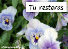 Des pensées bleues