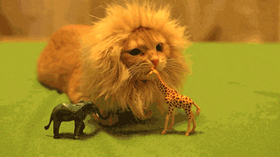 Un chat lion qui mange une girafe