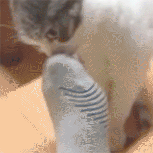Un chat qui respire les chaussettes puantes d'une personne