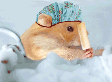 Souris Et Hamster Tube Humour