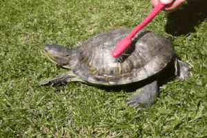 Gif Image Gif Anime Gifs Gif Image Gif Anime Gifs