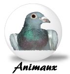 animaux