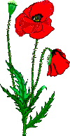coquelicot des champs