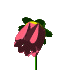 petale fleur