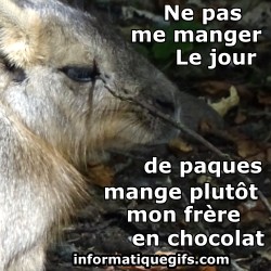 Photo de lapin humour