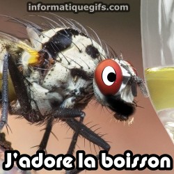 mouche qui aime la boisson