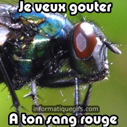 Mouche qui aime le sang rouge