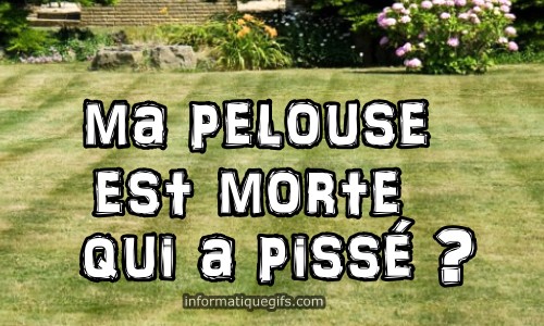 Pelouse morte