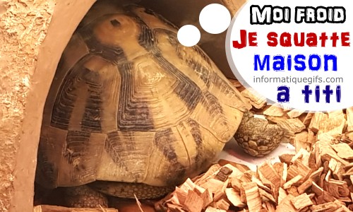 Une tortue qui rentre dans une habitation