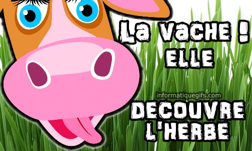 Herbe avec vache