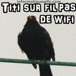 Un oiseau sur le fil telephonique