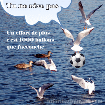 humour mouette