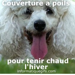 chien caniche couverture hiver