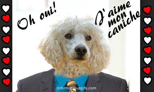 humour caniche chien