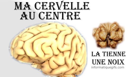 Le cerveau et la noix