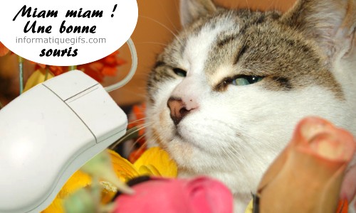 humour chat et la souris