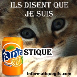 boisson fanta et chat