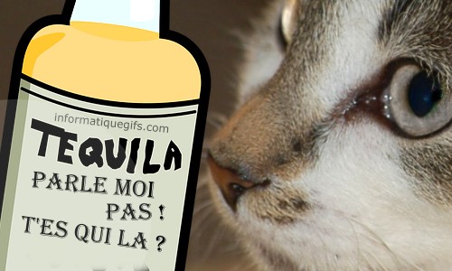 bouteille tequila et chat blanc