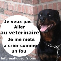 Chien rottweiler