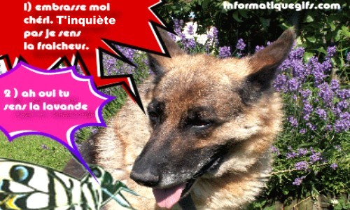 image drole de chien