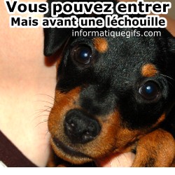 Petit pinscher nain