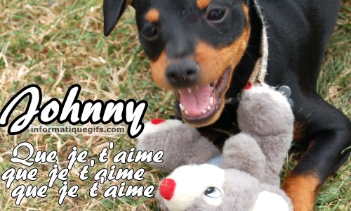 Humour chien ourson