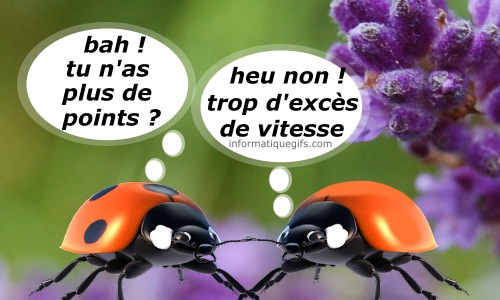 la coccinelle exces de vitesse