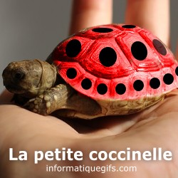 Petite tortue de terre et coccinelle