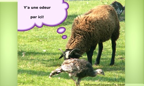 Humour odeur par ici