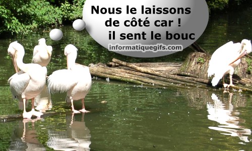 pelican animal qui sent le bouc