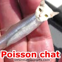 humour poisson chat