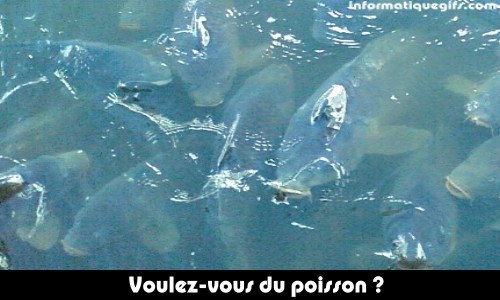 Gros poisson carpe