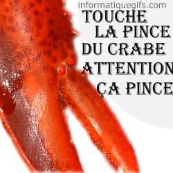 Pince de crabe