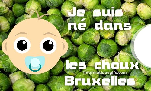 je suis né dans les choux de bruxelles