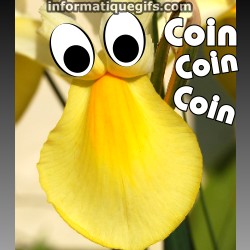Image canard coin coin